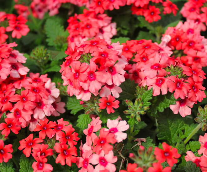 Producteur de fleurs annuelles livraison au Québec et en Ontario