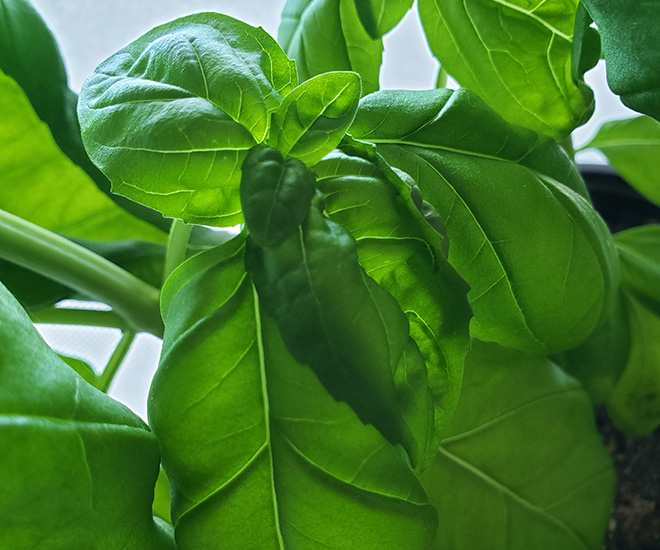 Producteur en serre de plants de fines herbes. Vente en gros au Québec et in Ontario.