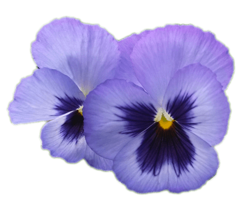 Producteur de fleurs annuelles, plants de légumes en serres