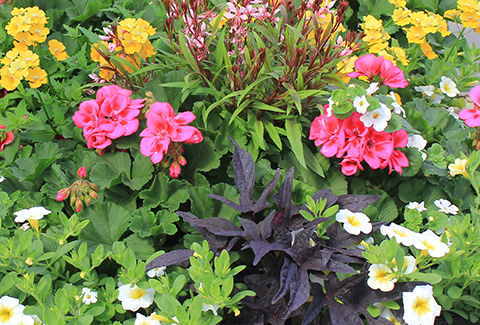 Producteur de paniers et patios victoriens. Pour la vente en gros à travers le Québec et l'Ontario.