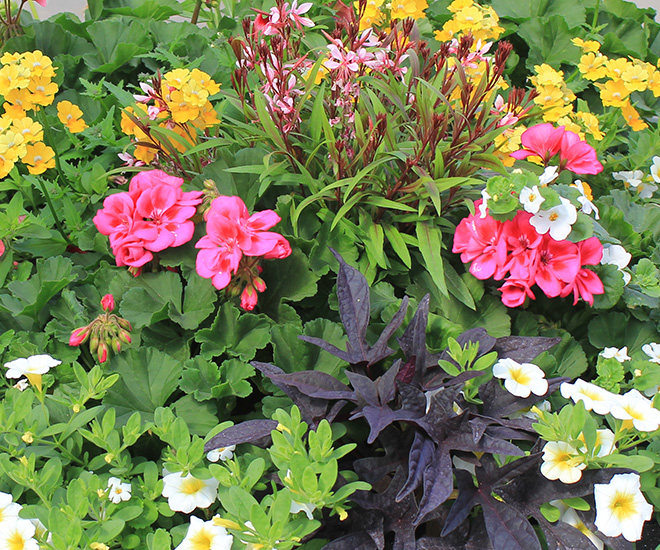 Producteur et grossiste en paniers et patios victoriens de fleurs annuelles.