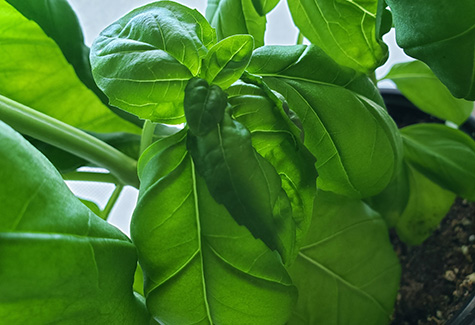 Producteur pour la vente en gros de plant de fines herbes. Livraison au Québec et en Ontario.