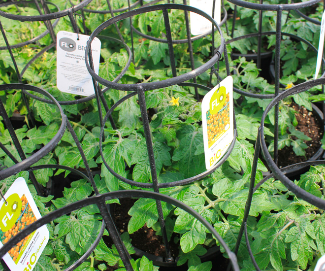 Producteur et grossiste au Québec et en Ontario de plants de légumes biologique.