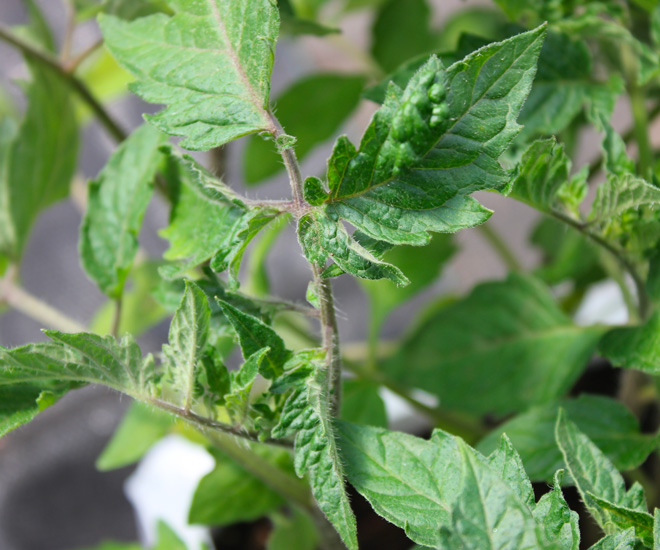 Producteur de plants de légumes et fruits de qualité, tomates, poivrons, concombres, fraises. Livraison au Québec et Ontario.