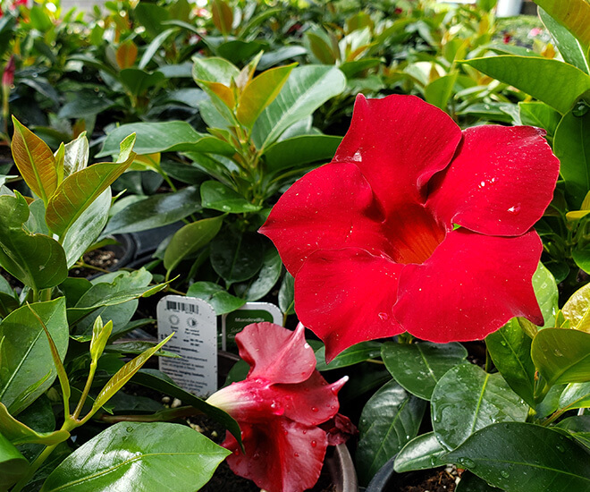 Grossiste de plantes tropicales. Livraison au Québec et en Ontario. Les Serres Oli-Ève Charbonneau.