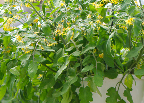 Producteurs, grossistes et ventes en gros de plants de légumes régulier et biologique au Québec et en Ontario