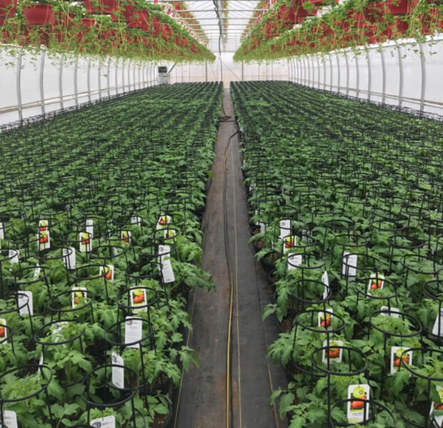 Les Serres OEC, producteur en serre de plants de légumes, plants de légumes bio et fines herbes.