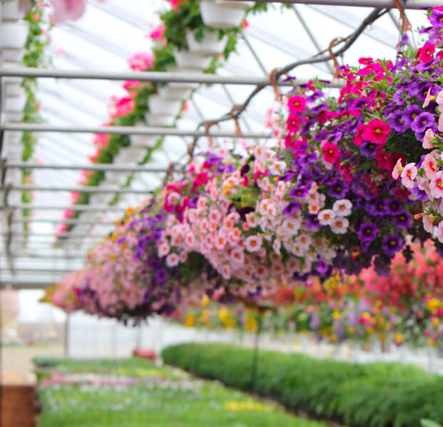 Les Serres Oli-Ève Charbonneau, producteur en serre de fleurs annuelles.